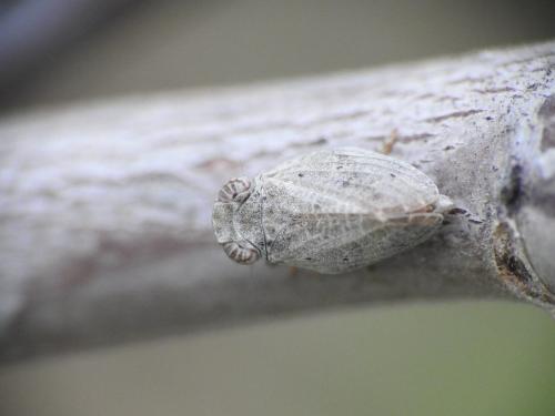 Latilica maculipes